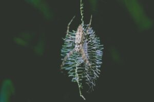 A Deep Dive Into Antibody Library Technologies and Phage Display for Therapeutic Discovery