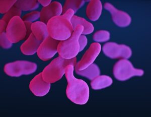 Antibody-Dependent Cellular Cytotoxicity and Its Role in Immune Defense