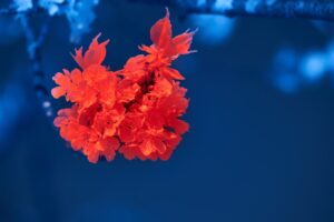 Current Advances in Monoclonal Antibody Technology and Its Clinical Applications