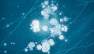 Mechanisms by Which Antibodies Mediate Protection Against Bacterial Toxins and Pathogens