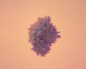 The Role of Fc Receptors in Mediating Antibody Effector Functions Across Immune Cells