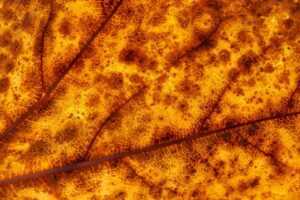 The Use of Recombinant Antibodies in Diagnostic Assays for Rapid Pathogen Detection