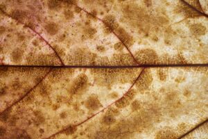Understanding Cross-Reactivity and Specificity in Antibody-Based Serological Testing Methods