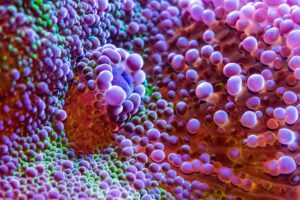 Utilizing Antibodies in Laboratory Diagnostics for Identifying Specific Biomarkers